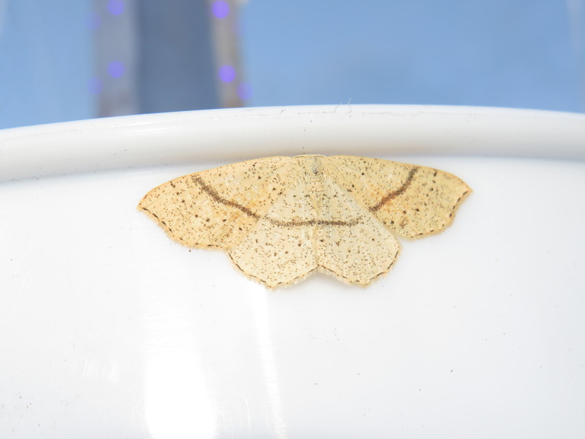 Cyclophora punctaria - sávos pettyesaraszoló