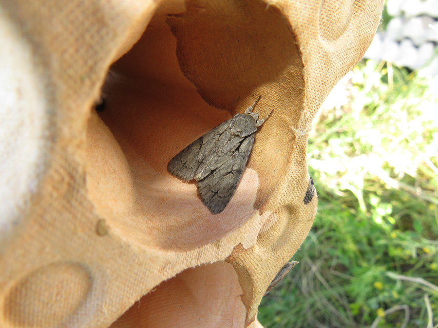 Acronicta cuspis/tridens/psi