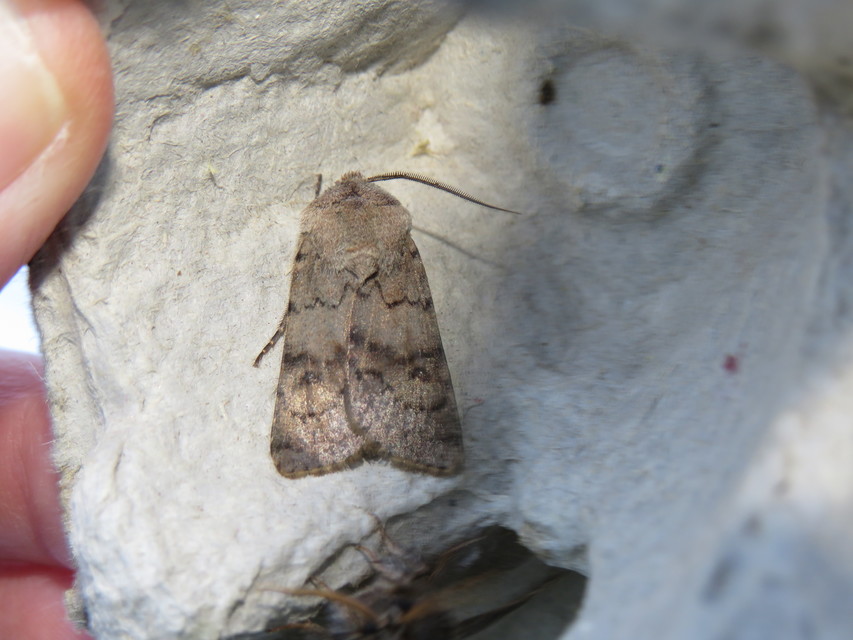 Agrotis cinerea - szürkés földibagoly