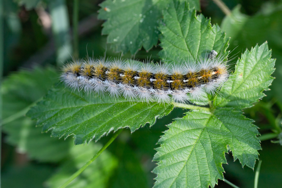 Rhyparia purpurata - bíborszínű medvelepke