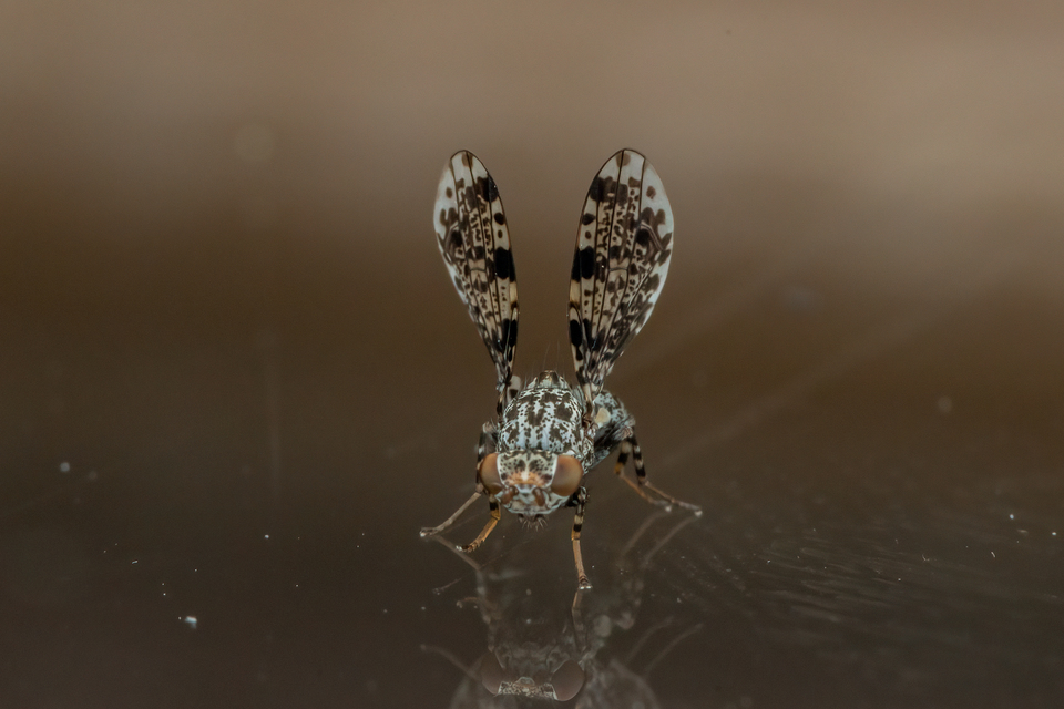 Callopistromyia annulipes - pávalégy