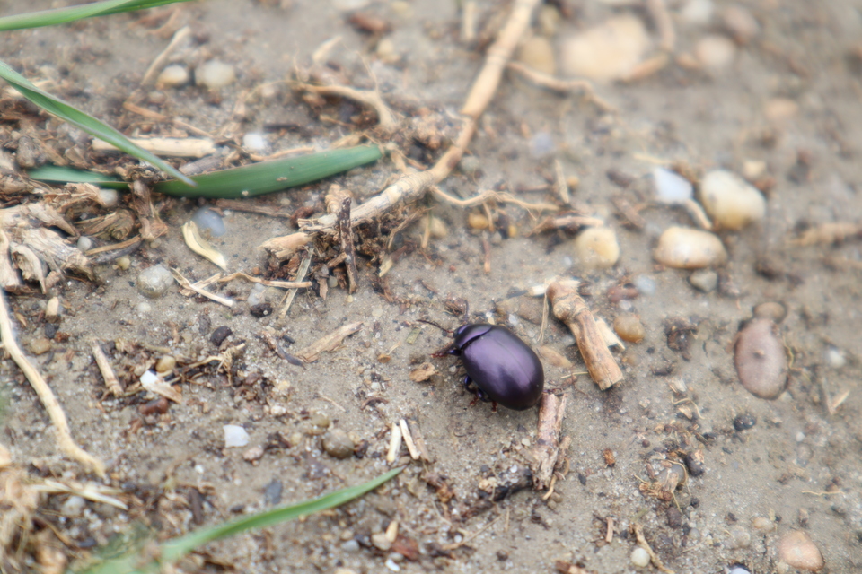 Chrysolina sturmi - vöröslábú levelész
