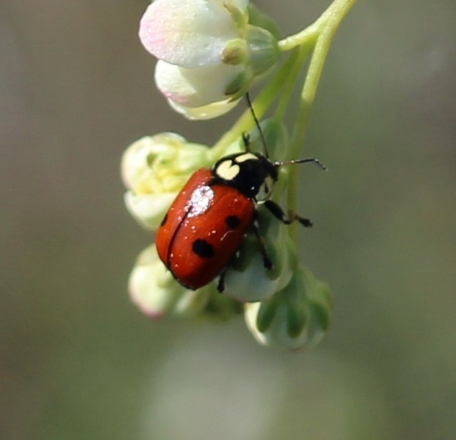 Cryptocephalus cordiger - szíves zömökbogár