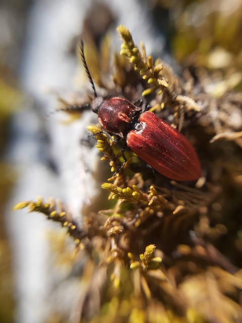 Anostirus purpureus - tűzvörös pattanó