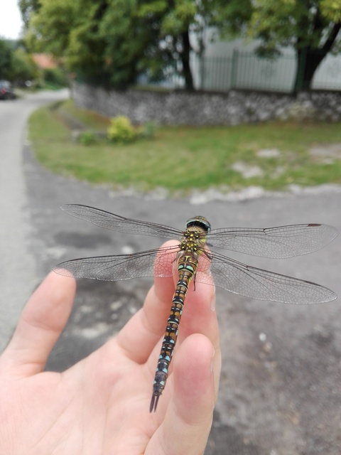 Aeshna mixta - kései karcsúacsa