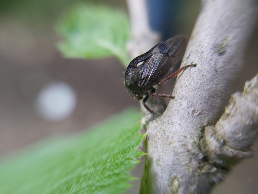 Centrotus cornutus - szarvaskabóca
