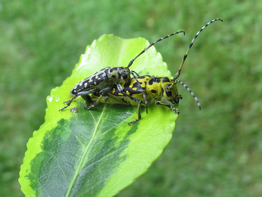 Saperda scalaris - létracincér