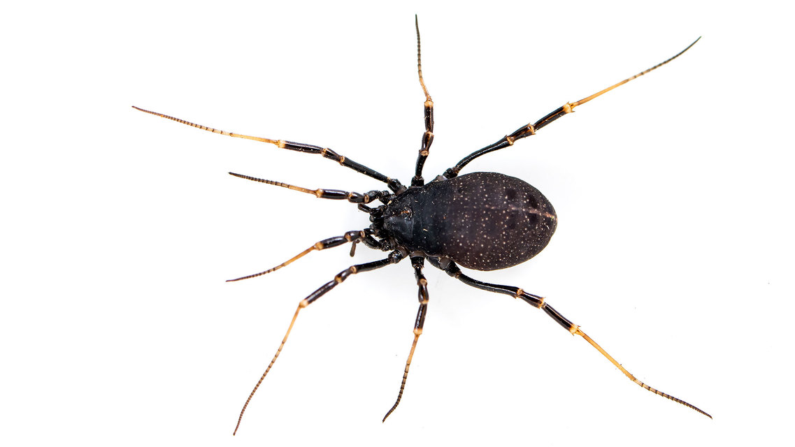 Egaenus convexus