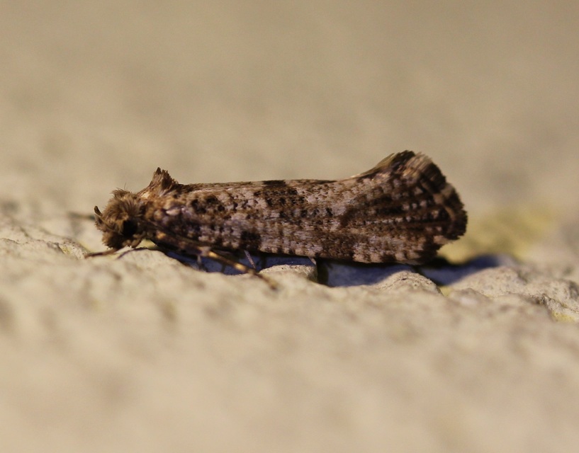 Morophaga choragella - közönséges óriásmoly