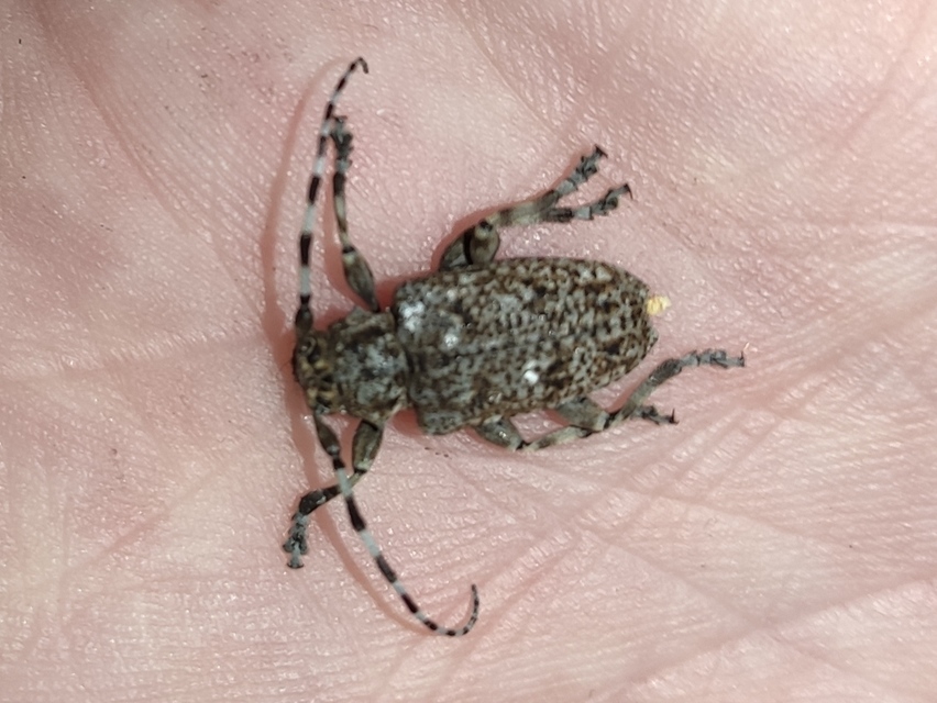 Aegomorphus clavipes - tarka cincér Aegomorphus clavipes - tarka cincér