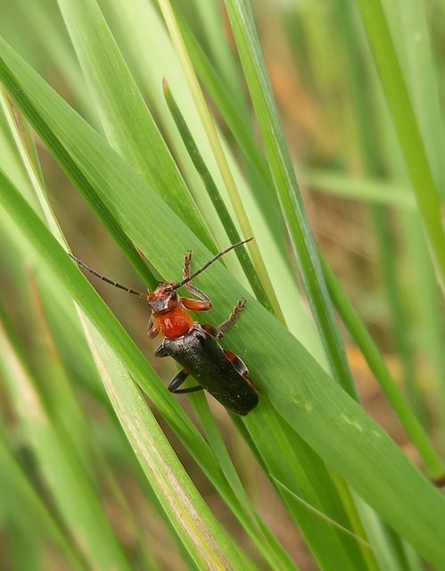 Cantharis livida - mezei lágybogár