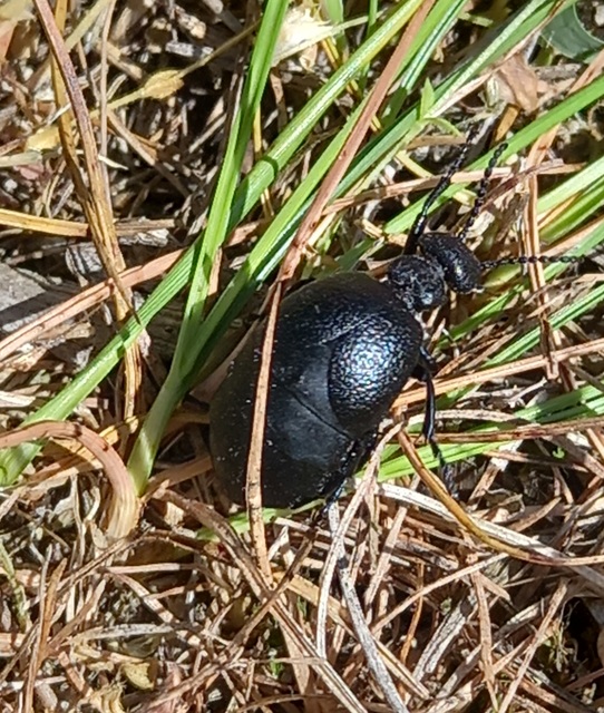 Meloe scabriusculus - érdes nünüke