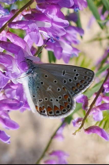 Polyommatus thersites - ibolyaszín boglárka