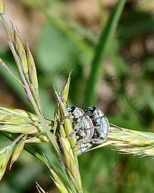 Apsis albolineata - alföldi rozsormányos