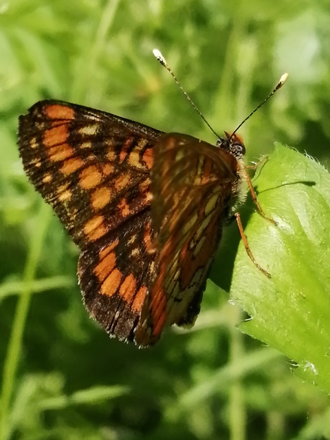 Euphydryas maturna - díszes tarkalepke