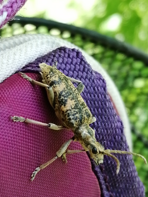 Rhagium sycophanta - tölgyes-tövisescincér