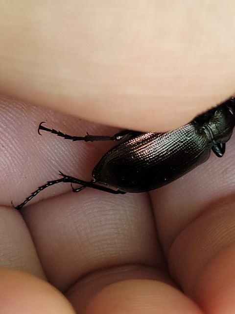 Calosoma inquisitor - kis bábrabló