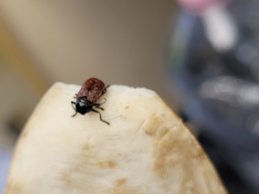 Cryptocephalus coryli - mogyoró-zömökbogár