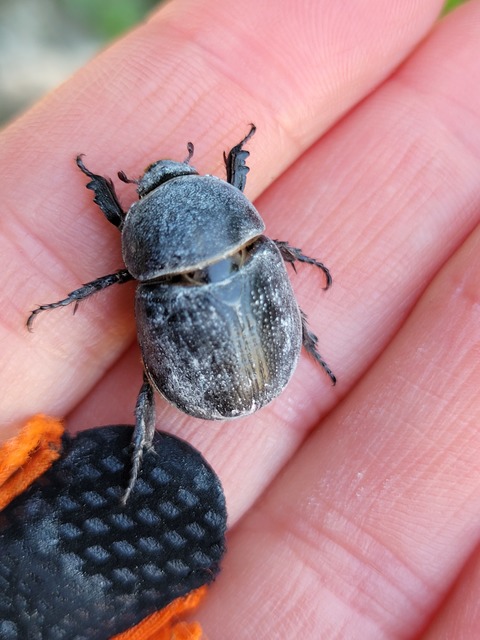 Pentodon idiota - butabogár