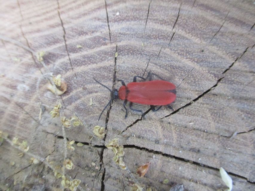 Pyrochroa coccinea - nagy bíborbogár