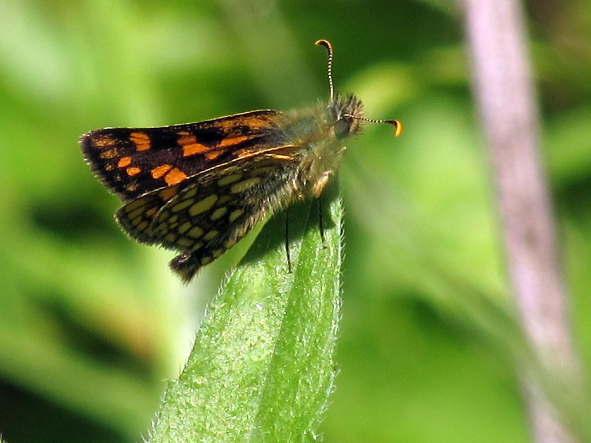 Carterocephalus palaemon - kockás busalepke