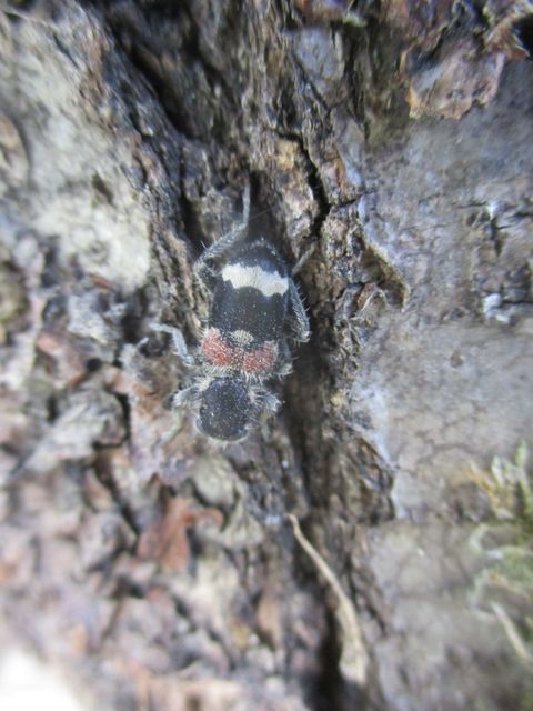 Clerus mutillarius - feketenyakú szúfarkas