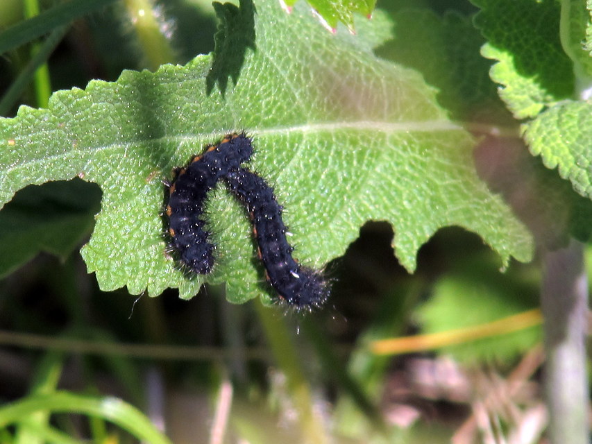 Saturnia pavoniella/pavonia