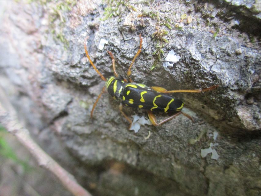 Plagionotus arcuatus - bársonyos darázscincér