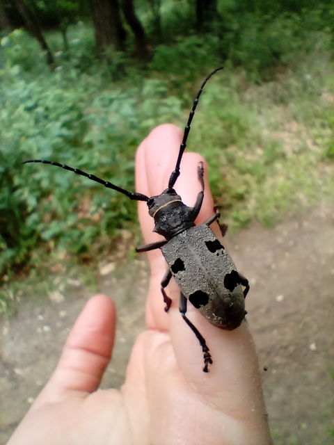 Morimus asper funereus - gyászcincér