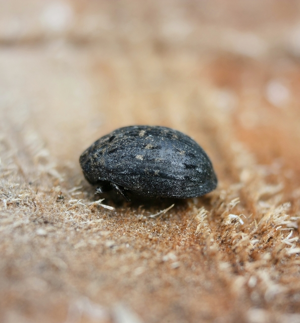 Byrrhus pilula - közönséges labdacsbogár