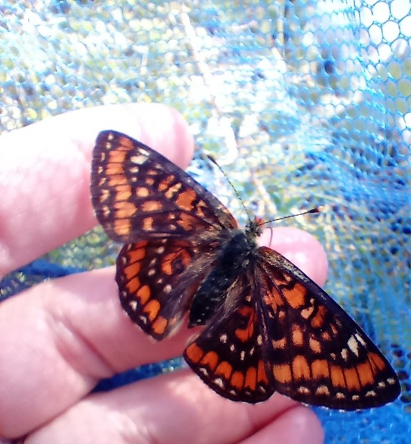 Euphydryas maturna - díszes tarkalepke