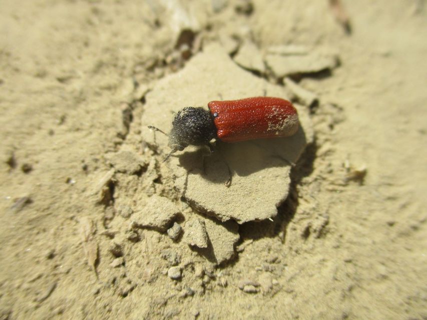 Bostrichus capucinus - piros csuklyásszú