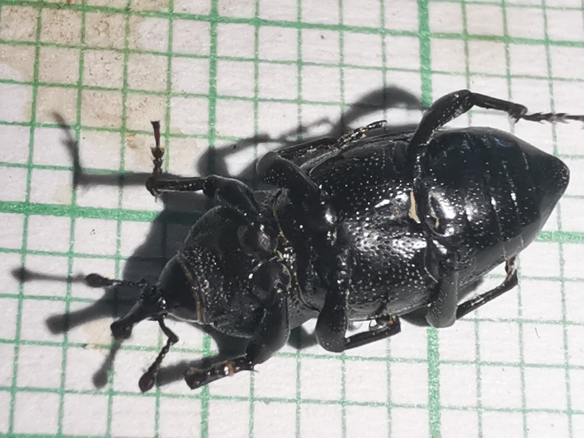 Sphenophorus striatopunctatus - mezei zsuzsok