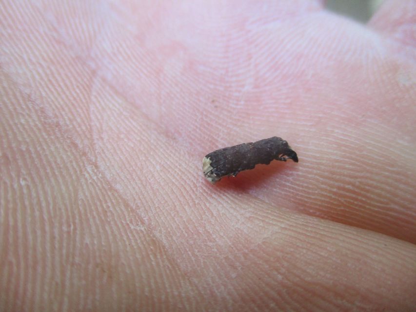 Platyrhinus resinosus - nagy orrosbogár