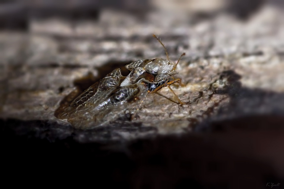 Corythucha arcuata - tölgy-csipkéspoloska