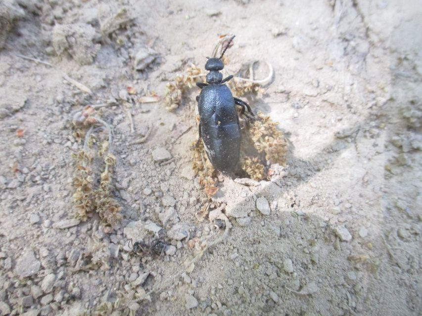 Meloe scabriusculus - érdes nünüke
