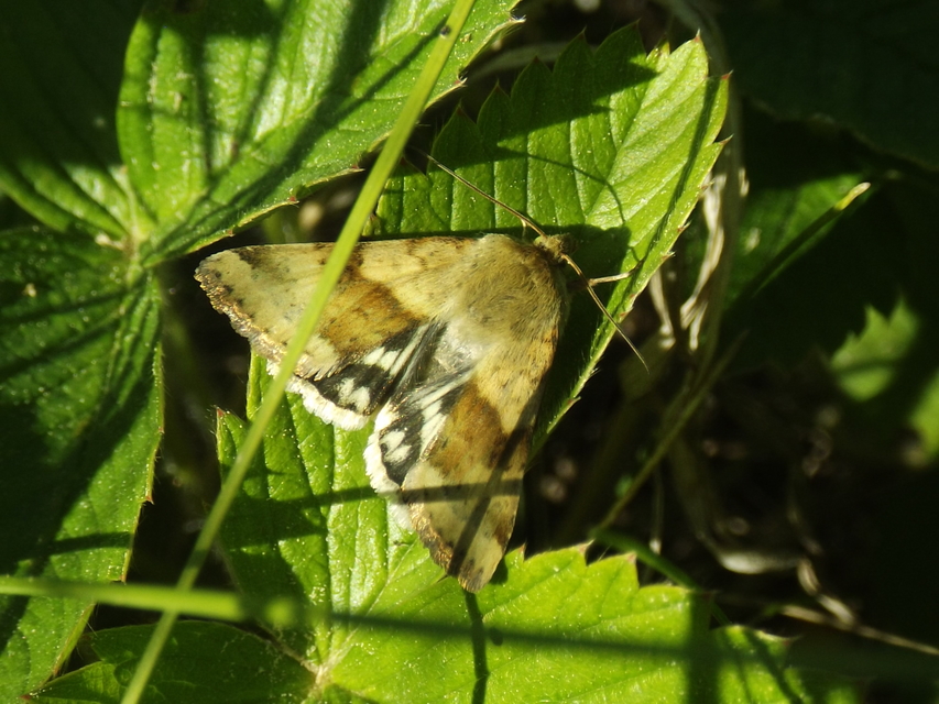 Heliothis viriplaca - mácsonyabagoly