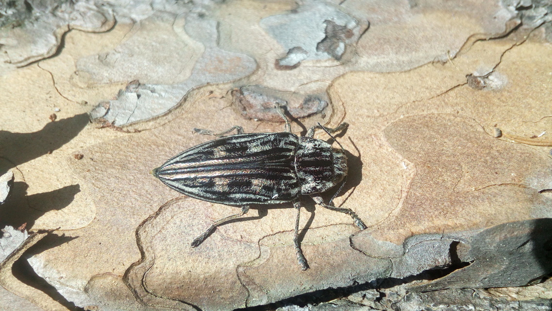 Chalcophora mariana - nagy fenyvesdíszbogár