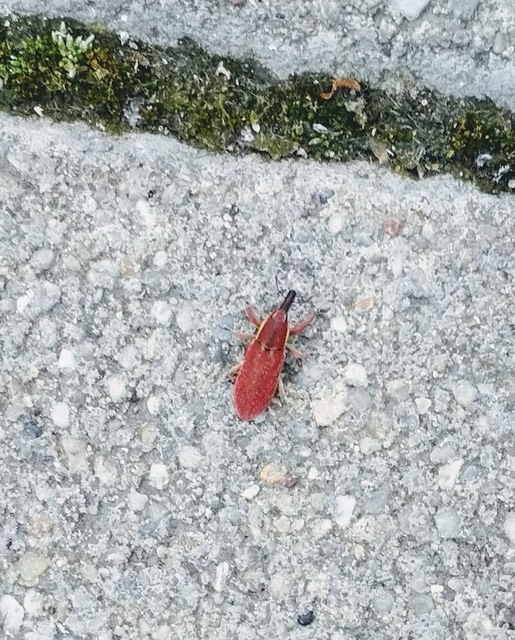 Lixus vilis - gémorr-dudvabarkó