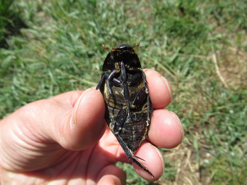 Hydrophilus piceus - közönséges óriáscsibor