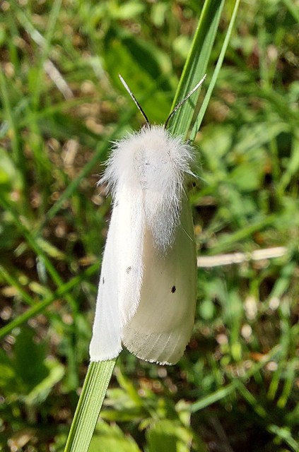 Diaphora mendica - felemás medvelepke