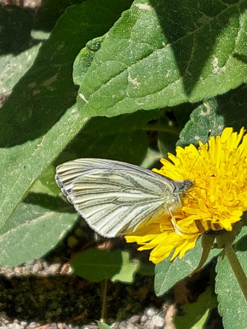 Pieris bryoniae - hegyi fehérlepke