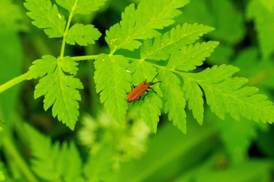 Pyrochroa coccinea - nagy bíborbogár