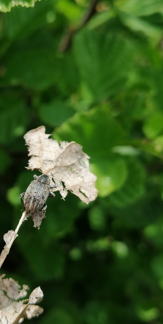 Hypera viciae - bükköny-pikkelyesormányos Hypera viciae - bükköny-pikkelyesormányos