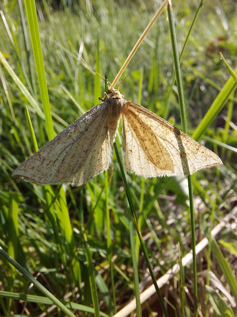 Hypoxystis pluviaria - hegyesszárnyú lápiaraszoló