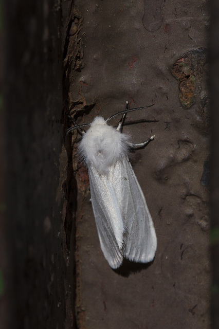 Hyphantria cunea - amerikai fehér medvelepke