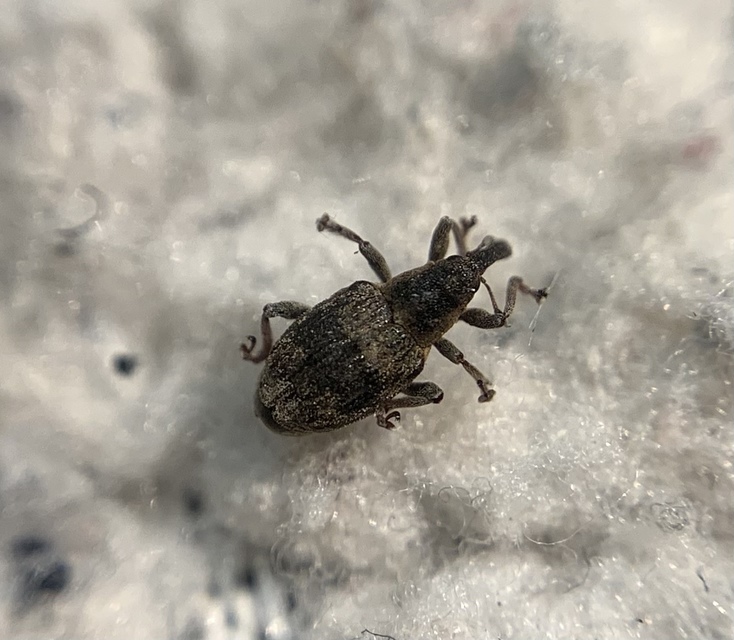 Tapinotus sellatus - díszes lizinkaormányos