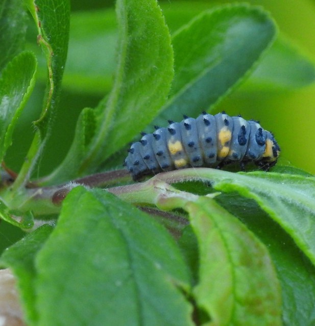 Coccinella septempunctata - hétpettyes katica