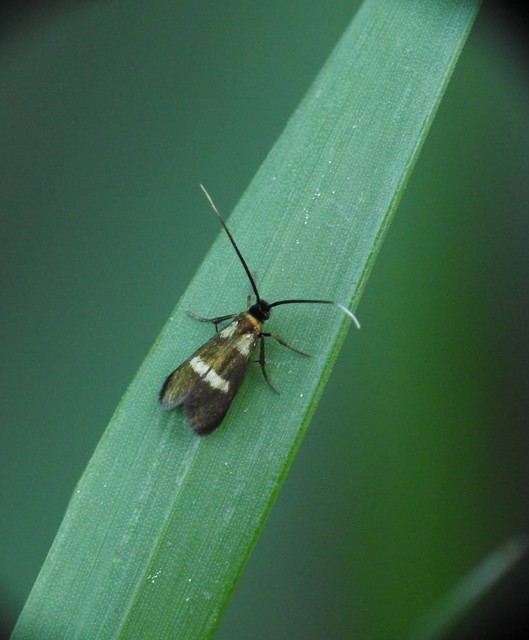 Adelidae - hosszúcsápú-tőrösmolyfélék