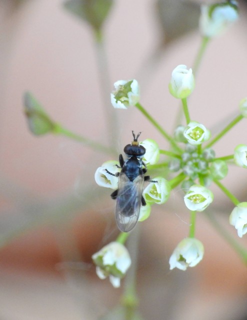 Thecophora